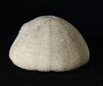 Camerogalerus cylindricus (LAMARCK 1816) - Bild © FossNet FossilienStore